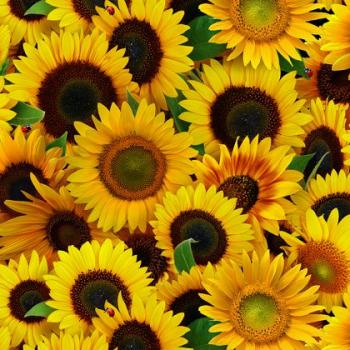 Packed Sunflowers Yellow by Elizabeth's Studio